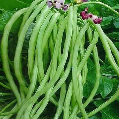 PLANTOGALLERY Cowpea (Lobia) Organic F1 Hybrid Seeds Small Pack