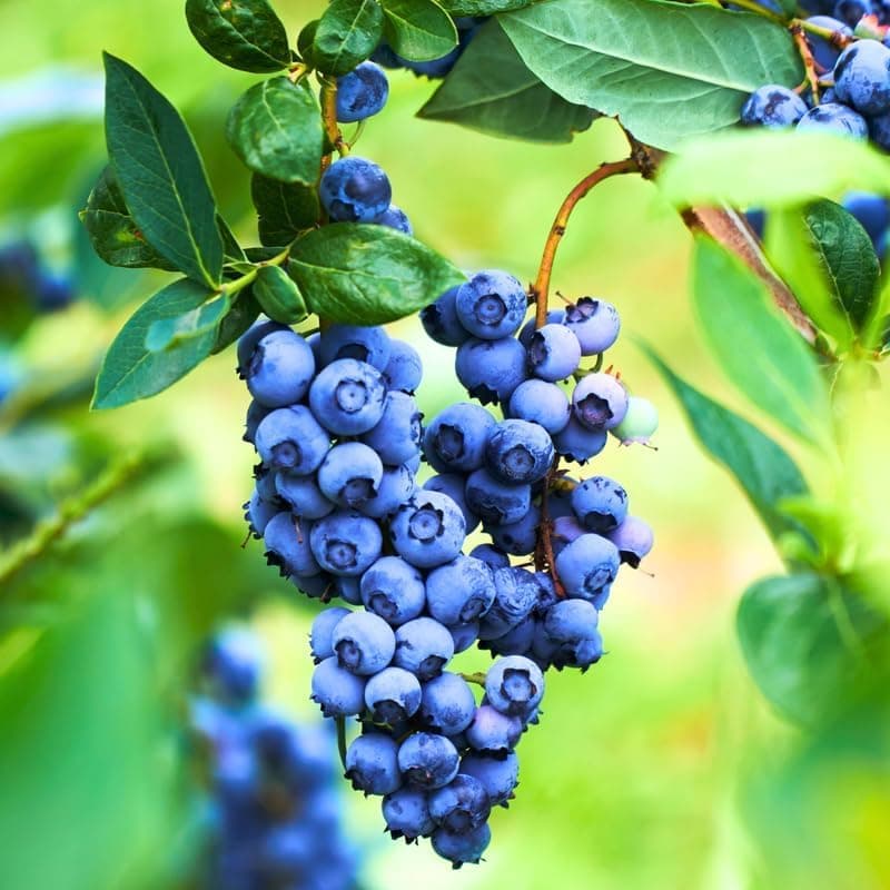 Healthy Vibe Blueberry Live Fruit Plant | High Yield Berry Plant for Home Garden | Outdoor & Indoor Pot Plant | Easy to Grow, Healthy Live Plant for Balcony (Blueray Blueberry)