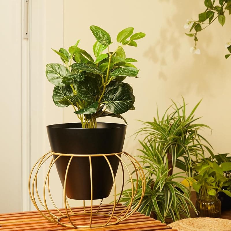 Amazon Brand - Solimo Metal Planter | Classic Colour Combination with Gold Metal Stand | Lightweight (Black)